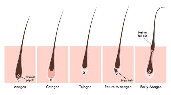 The Brow Growth Cycle