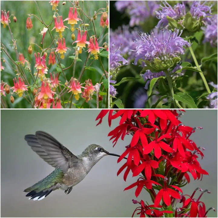 Hummingbird Heroes Plant Collections (I)