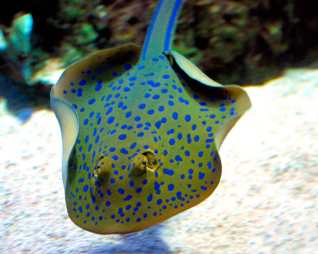 mini stingray aquarium