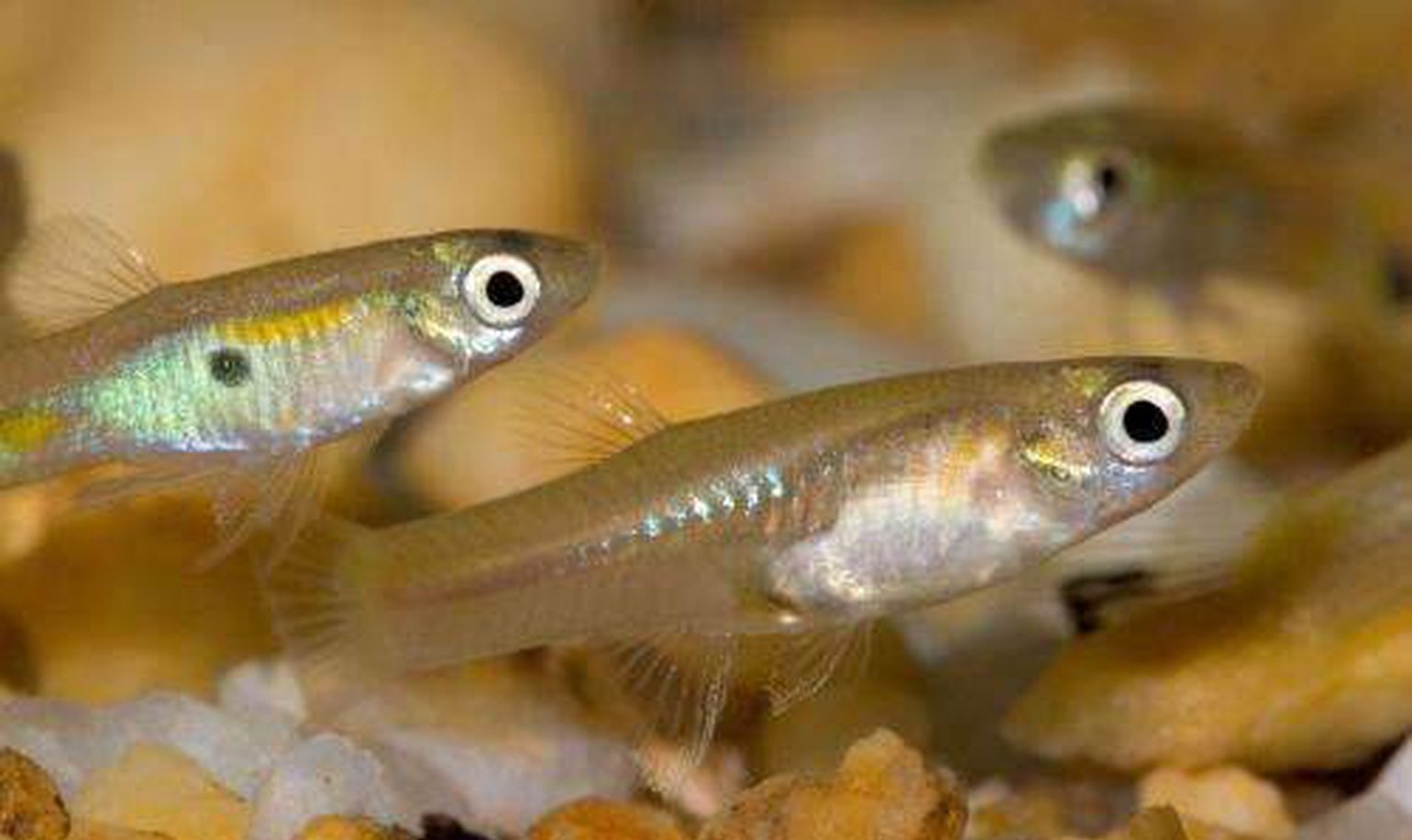 wholesale feeder guppies