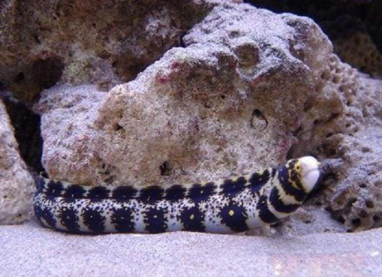 snowflake eel