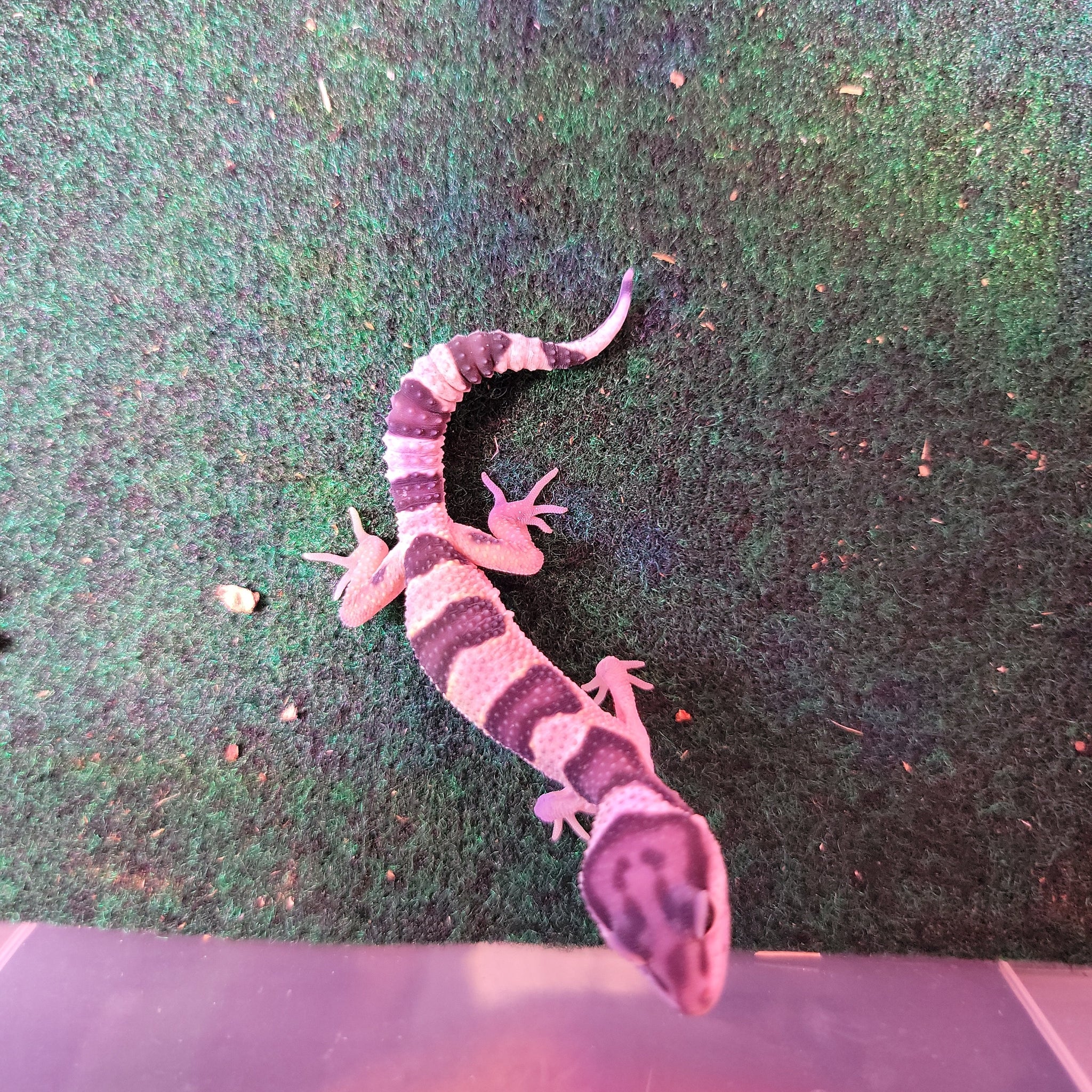 mack snow leopard gecko