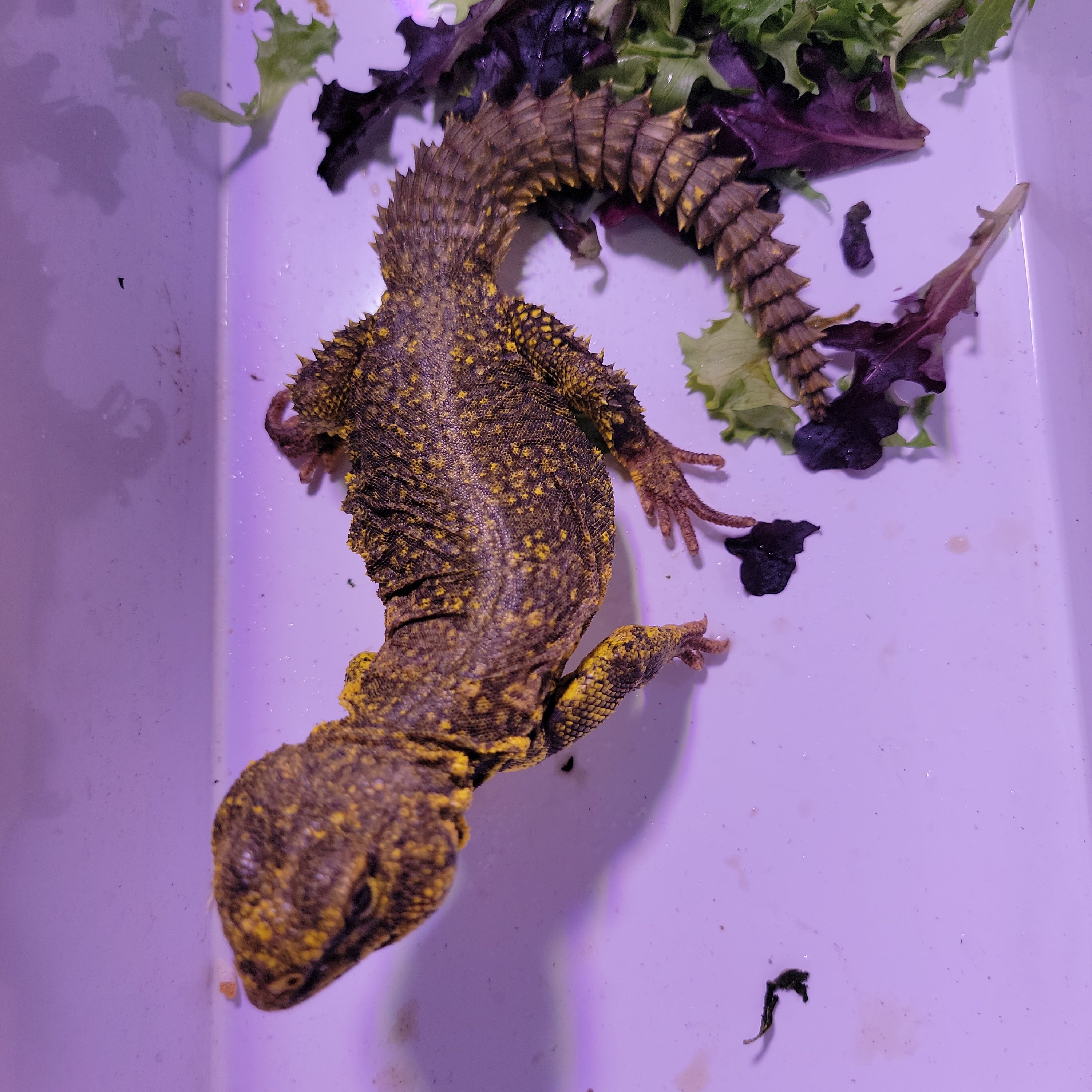 yellow uromastyx