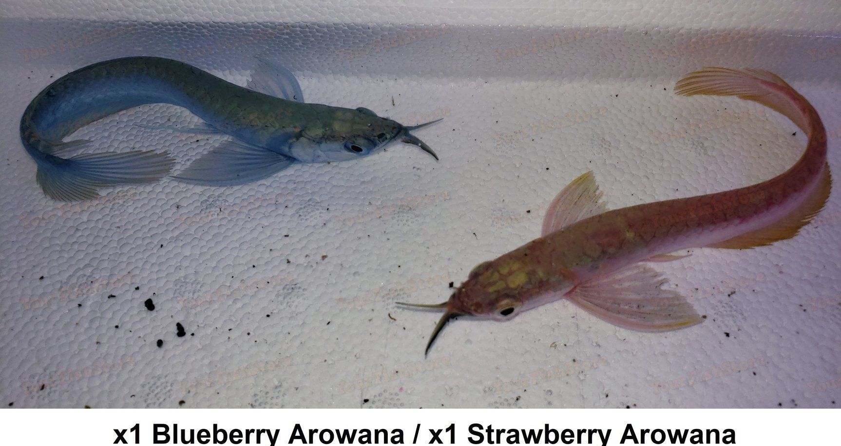 blueberry silver arowana