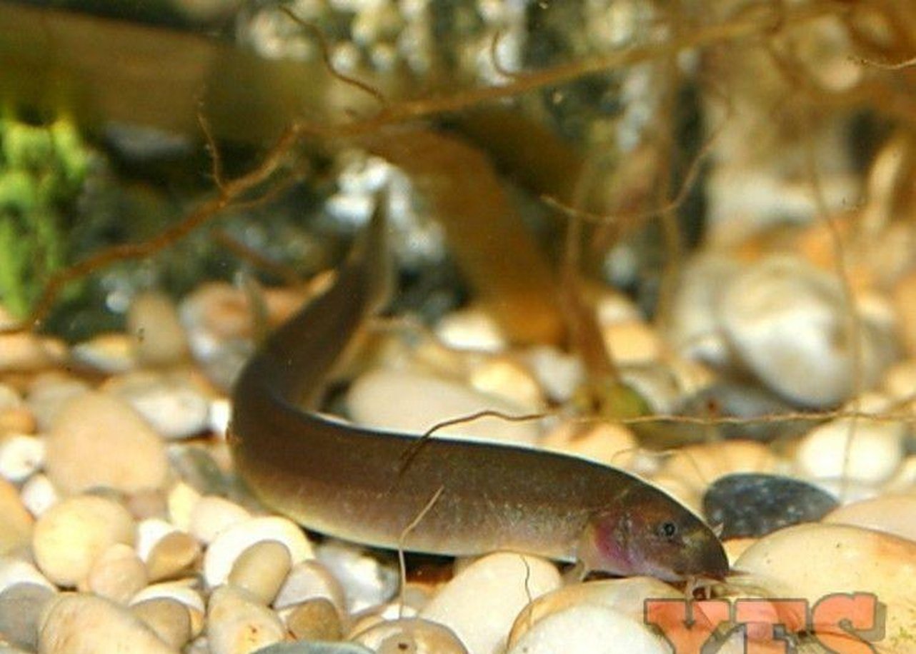 freshwater loach fish