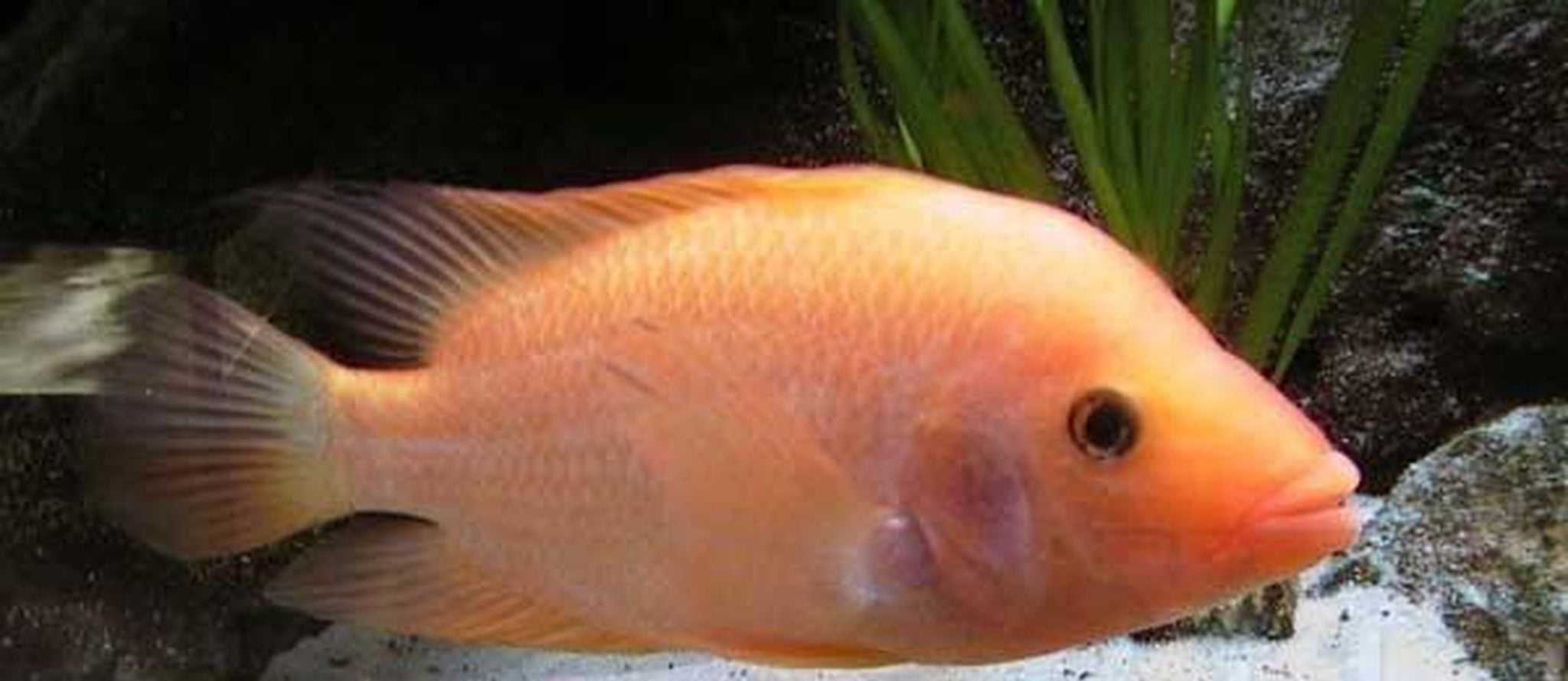 X10 Colored Cichlid American Sml/Med Fresh Water