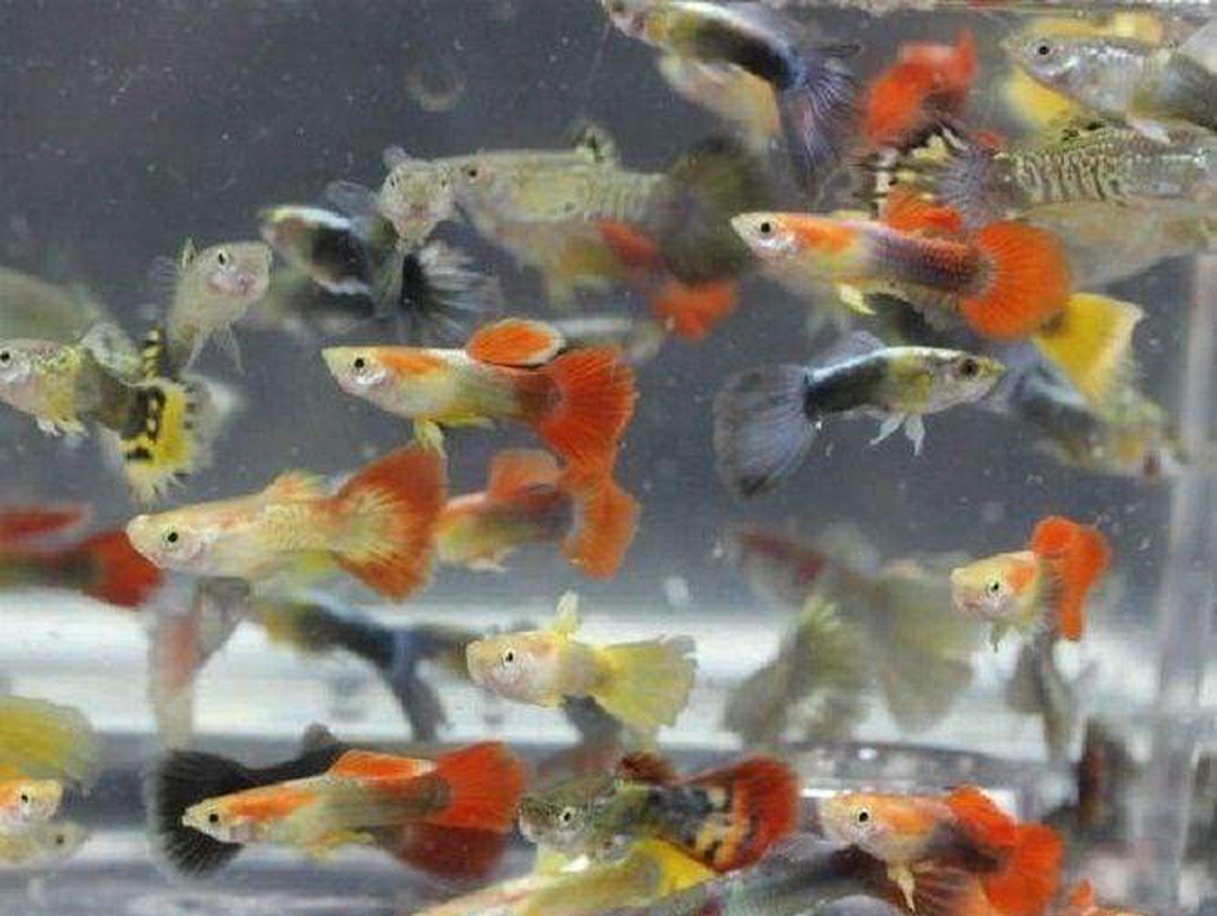 female guppies fish