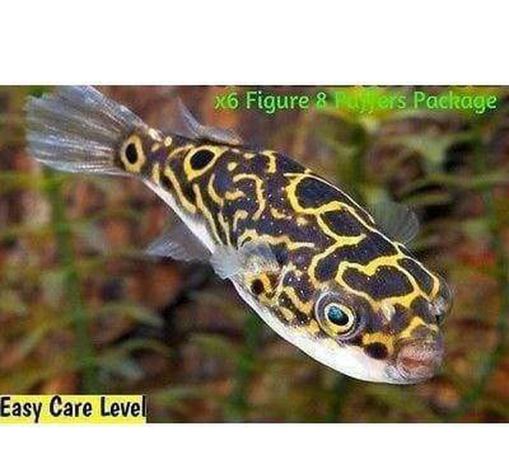 Freshwater Puffer | lupon.gov.ph