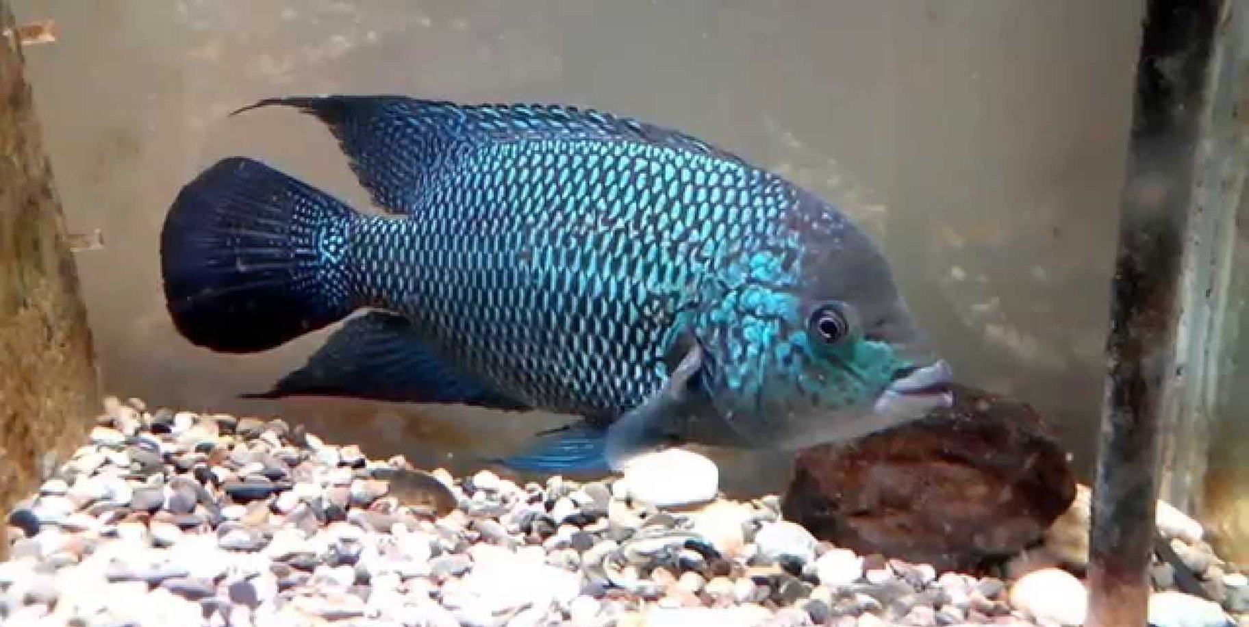 umbee cichlid