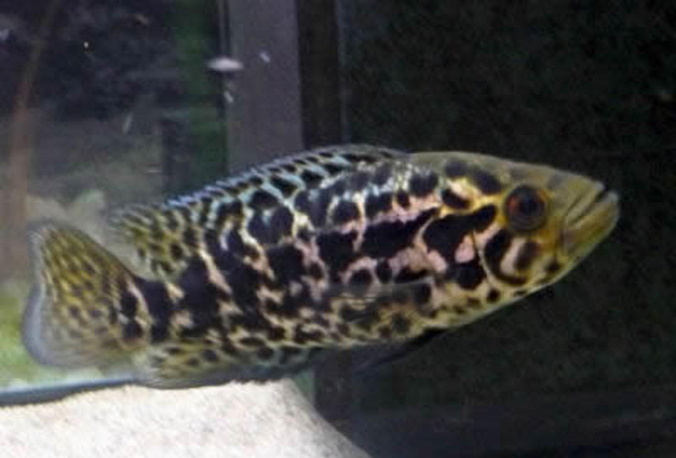 gold jaguar cichlid