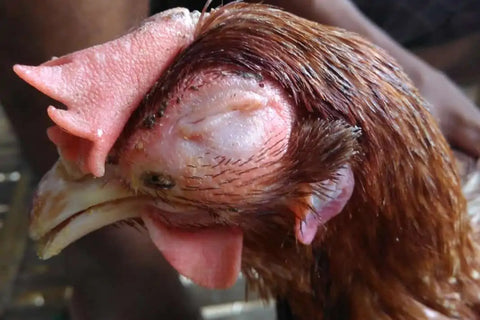 Bird flu easy-clean chicken coops