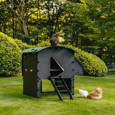 Raised Chicken Coop