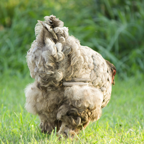 How to check your hen for lice and red mites