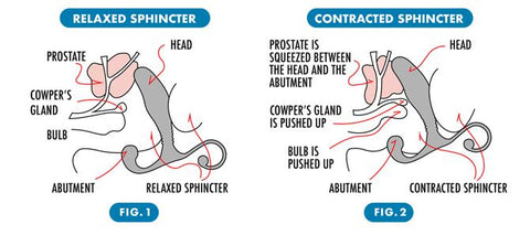 relaxed and contracted sphincter inserted image