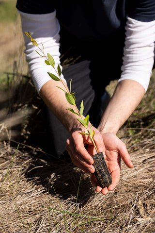 Hands holding seedling