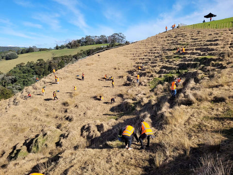 Greenfleet supporters, Cardlink, plant trees at Te Muri in August 2022