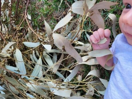 Small baby holds eucalypt leaf