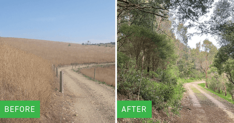 Before and after photo of the reforestion progress at Battery Creek Between 1999 and 2009.