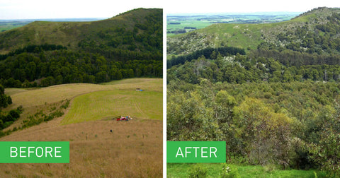 The transformation through Greenfleet’s revegetation project at Battery Creek in Victoria’s South Gippsland.