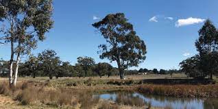 Dam at New forest with some of the remnant trees on the property