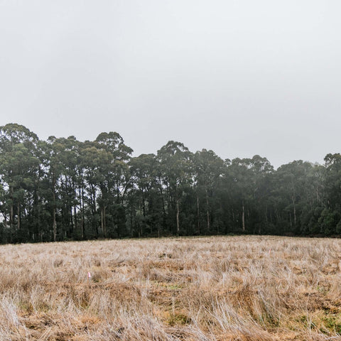 Site in Kinglake, Victoria being revegetated by Greenfleet in 2022.