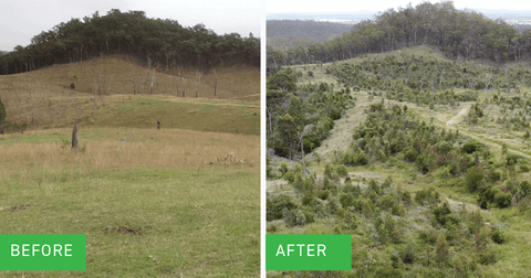 Before and after photo of the reforestion progress at Koala Crossing since 2019