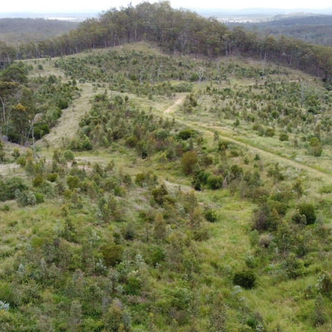 Revegetation area at Koala Crossing, extending habitat for koalas and other wildlife in South-East Queensland.