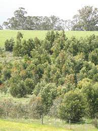 Site-18_Greenfleet's-native-forest-in-one-of-the-Jigsaw-Farms