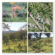 Site504-Mosaic-of-Greenfleet's-native-forest-at-Watsons-Creek