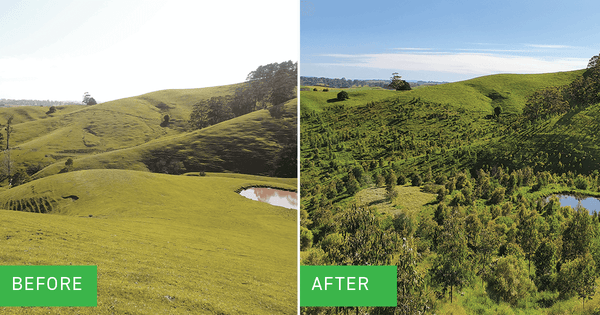Before and after photo of the reforestion progress at Wurneet Laang Laang since 2016