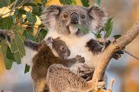 koala habitat