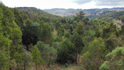 Landscape image of Bromfields road forest