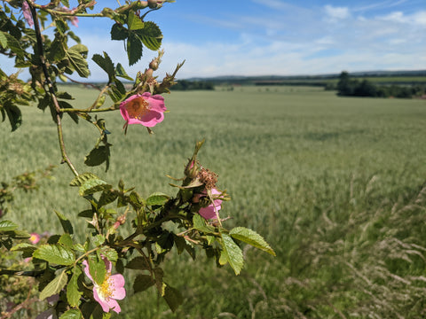 The view from Smeaton