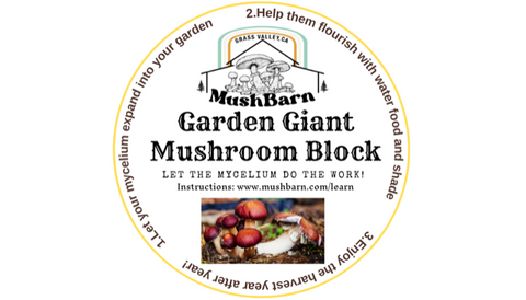 ReishiMushroom MushroomTincture MushroomSupplement Mushrooms MushBarn MushroomGrowKit GrowingMushrooms GrowMushroomsAtHome MushroomGrowingKit MushroomKit MushroomGardenGiant MushroomBlock GardenGiant GardenGiantBlock