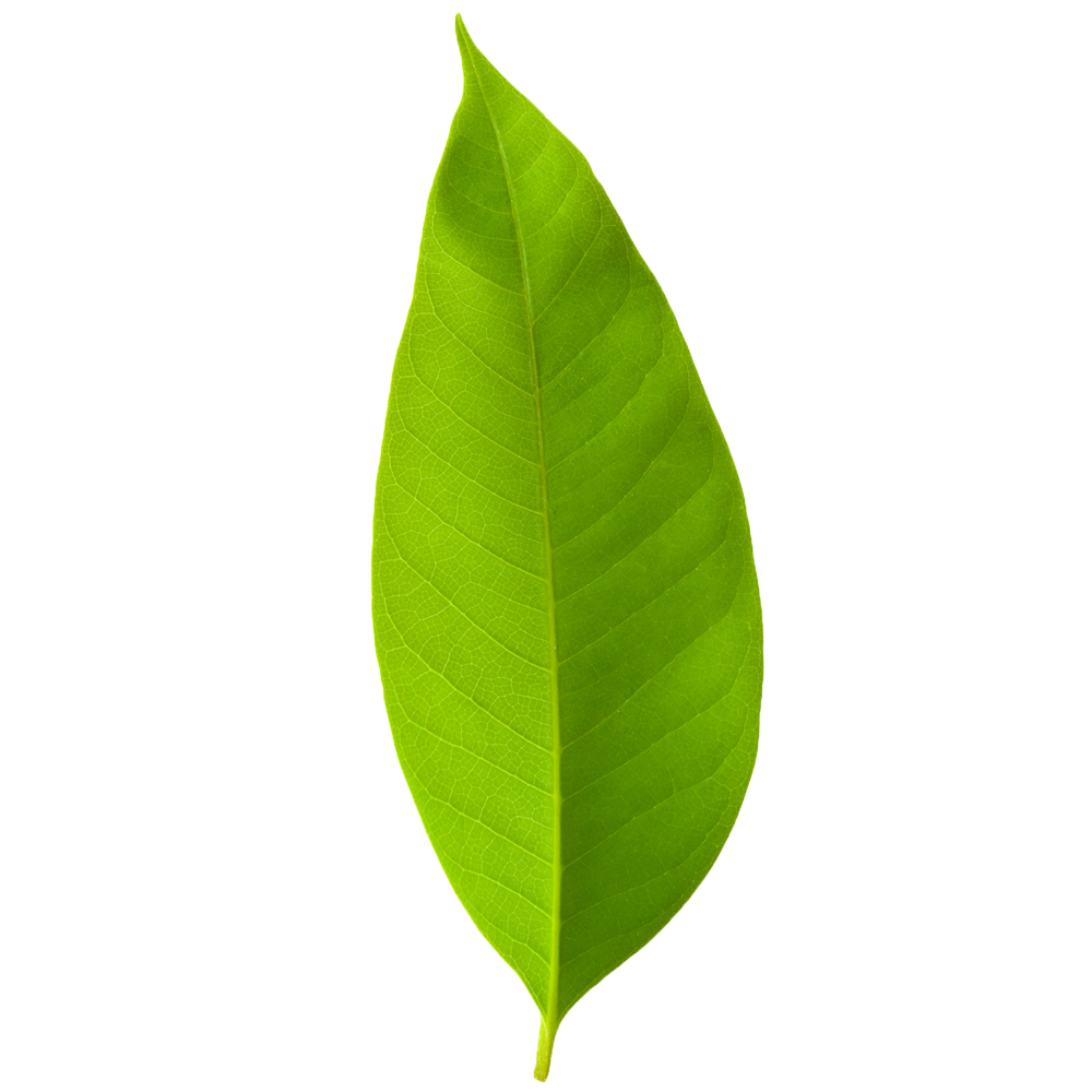 leaf1