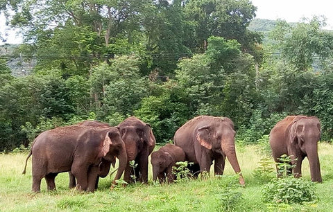 ELEPHANTS DE THAILANDE