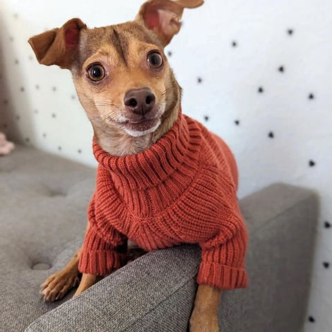 French Bulldog in Turtleneck Knitted Dog Sweater