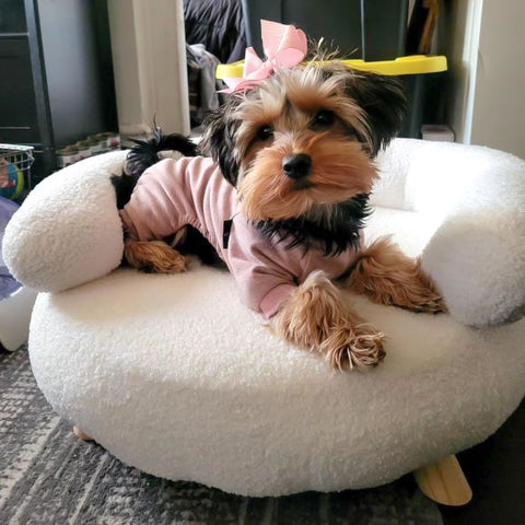 Yorkie in a Pink Dog Pajamas