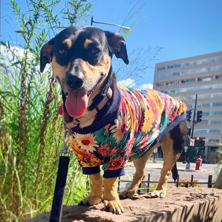 Dog in a Spring Dog Shirt with Flower Prints - Fitwarm Dog Clothes