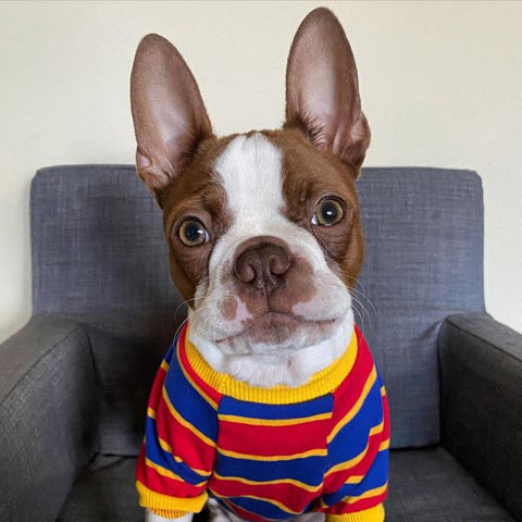 Boston terrier in striped cloth - Boston terrier cloting - Fitwarm