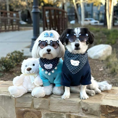 Dogs in Matching Fleece Sweaters
