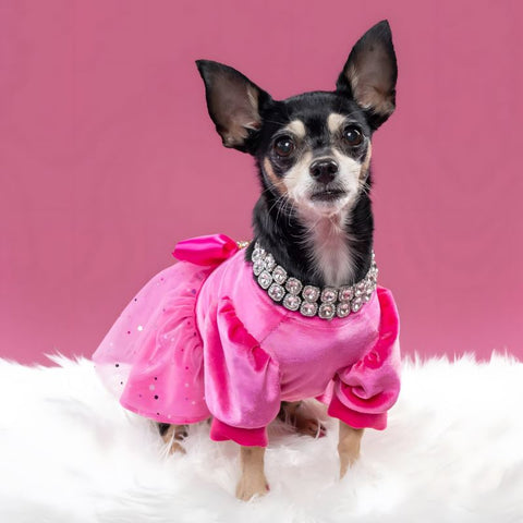 Chihuahua in a Fancy Dress with Puffy Sleeves