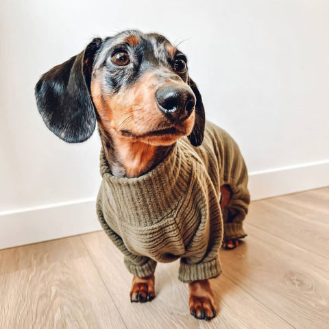 Dachshund in a Thermal Dog Sweater