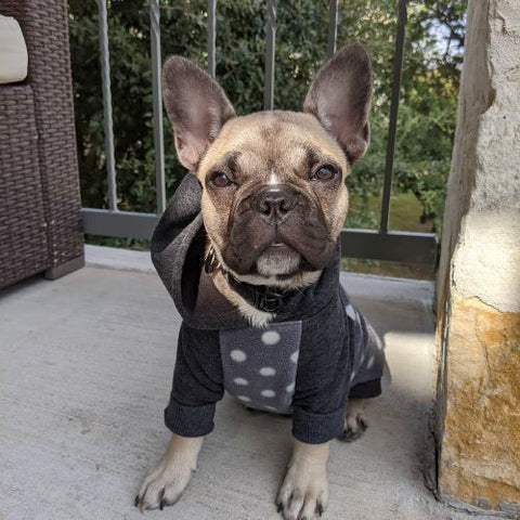 Französische Bulldogge in einem grau gepunkteten Hunde-Kapuzenpullover – Fitwarme Hundekleidung