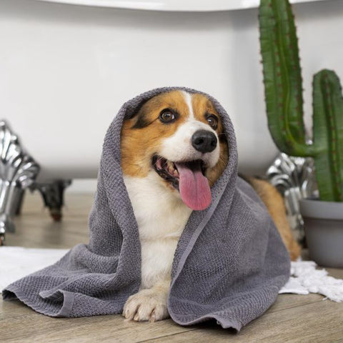 Cozy pet apparel - Dog wrapped in a warm blanket.
