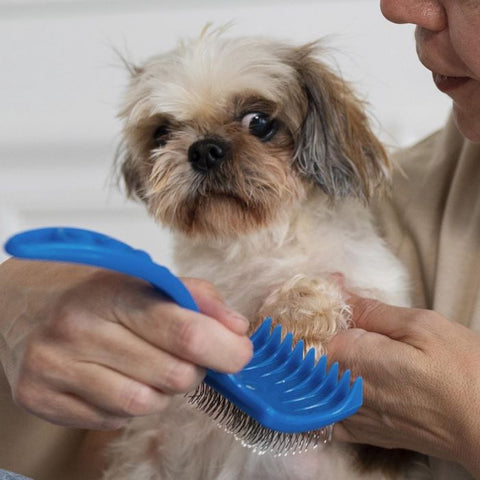 Dog combing his hair