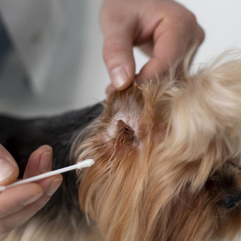 Pet ear care - Dog having its ears cleaned.