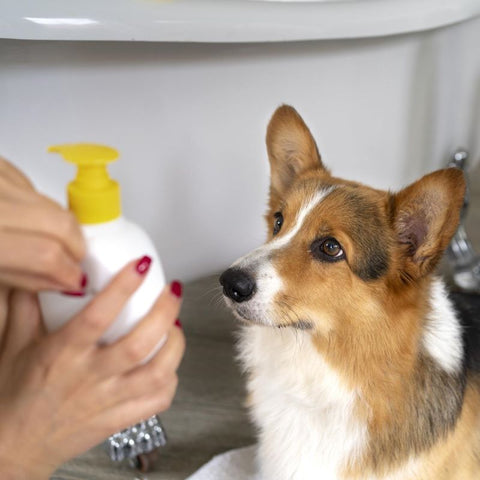 Dog eagerly anticipating a bath.