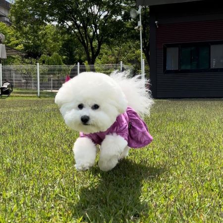 Bichon Frise in einem lila Kleid spielt draußen – Fitwarm-Hundekleidung