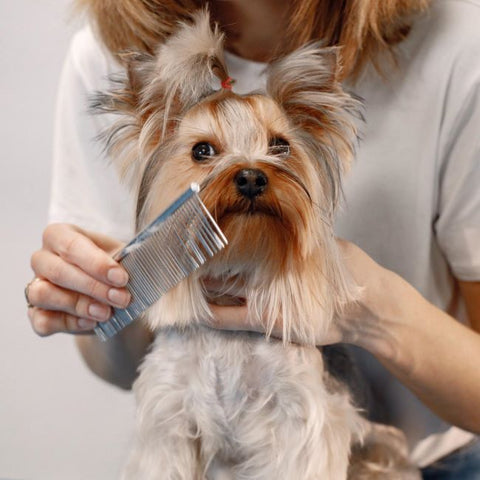 A Yorkshire Terrier being groomed.